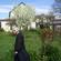 Bishop Victoria walks past the blossoming Victoria Plum tree in the convent's enclosed garden.