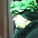 One of kaikaranga, wearing her wreath of puririri leaves, who called mourners into the church.