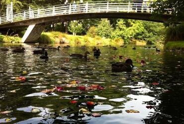 Flowers were cast in the Avon River this afternoon in tribute to the victims of the February 22 2011 quake. 