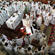 The priests of the diocese form an unbroken chain around a newly consecrated priest.