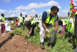 Young Kenyans plant small seedlings in a field