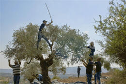 A Palestinian family harvest olives from their trees against a blue sky.