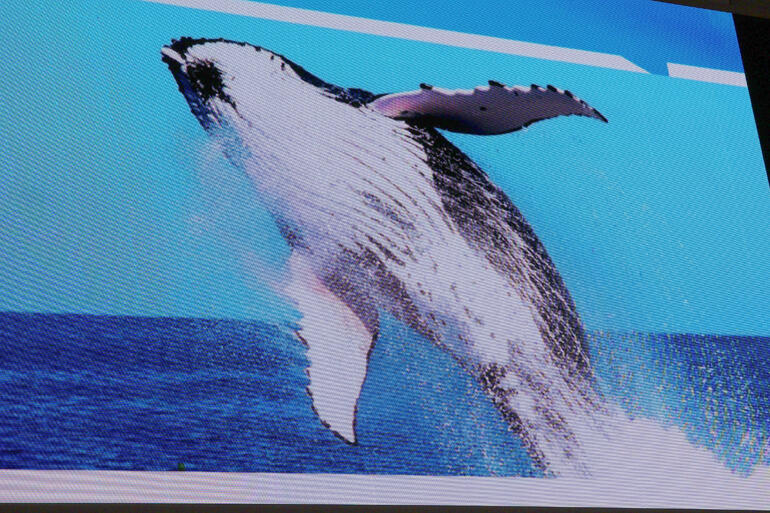 Delegates heard how the oceans are home to 80% of God creatures on earth.