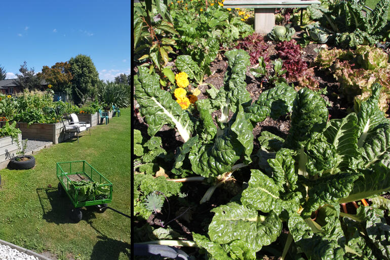 Veges and grow in the gardens that started it all, while lush Harakeke (flax) grows in lines along the Waipounamu Centre boundary. Veges and grow in the gardens that started it all, while lush Harakeke (flax) grows in lines along the Waipounamu Centre boundary.