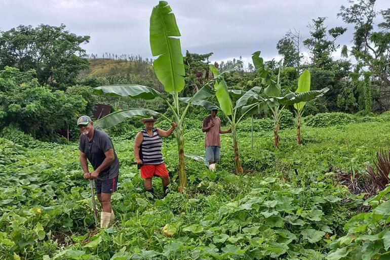 Bishop of Vanua Levua Rt Rev Henry Bull (left) joins family to dig in a new banana plantation on the land around his home. Bishop of Vanua Levua Rt Rev Henry Bull (left) joins family to dig in a new banana plantation on the land around his home.
