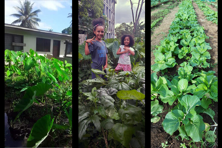 L-R: Fr Jioji Abonio's vicarage garden in Nadroga, children in Fr Orisi Vuki's garden in Suva, Bishop Henry Bull's farm in Vanua Levu.